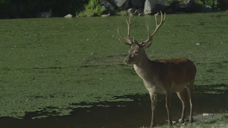 Canadian-Wildlife---Big-buck-with-antlers-standing-on-the-shore-of-a-small-lake