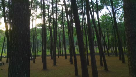 Leerer-Naturpark-Mit-Hoch-Aufragenden-Bäumen-In-Galizien,-Spanien