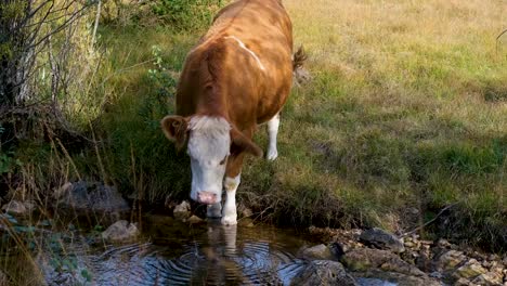 Braune-Jersey-Kuh-Mit-Weißen-Flecken,-Die-Wasser-Aus-Einem-Kleinen-Teich-Trinkt-Und-In-Die-Kamera-Schaut