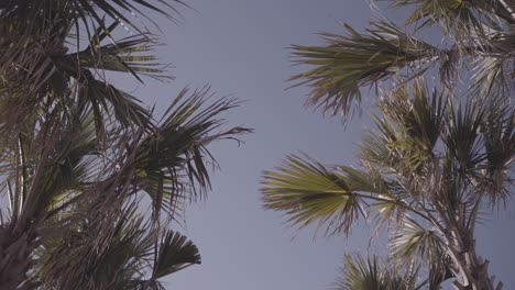Palm-Trees-On-Beach-Morning-North-Carolina