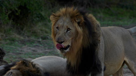 Close-up-of-a-lion-looking-around,-then-stares-directly-to-camera,-after-sunset-in-the-Kruger-National-Park,-in-South-Africa