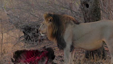 Lion-finds-the-rests-of-the-prey-he-ate-the-day-before,-to-finish-eating,-in-the-Kruger-National-Park,-in-South-Africa