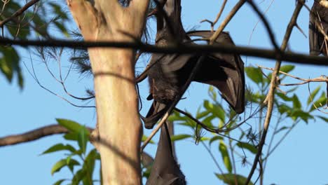 Flying-fox-roosting-in-a-tree-scratches-and-cleans-itself-with-open-wings
