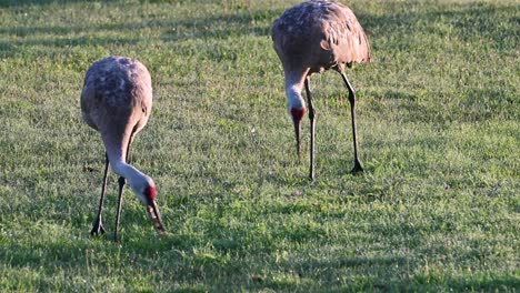 Sandhill-cranes-grazing-for-food-in-grass,-Michigan