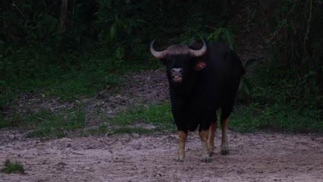 Looking-towards-the-camera-swinging-its-tail-as-a-bird-moves-from-the-left-to-the-right-behind-it-deep-in-the-dark-of-the-forest,-Indian-Bison-Bos-gaurus,-Thailand