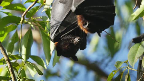 Close-up-of-two-sleeping-flying-foxes-fruit-bats-roosting-in-a-gum-tree