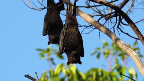Los-Zorros-Voladores-Son-Los-Murciélagos-Más-Grandes-Del-Mundo,-También-Conocidos-Como-Megamurciélagos.