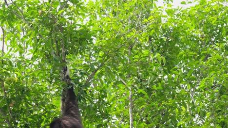 Seen-from-its-back-while-sitting-on-a-small-branch-and-then-jumps-off-hanging,-White-handed-Gibbon-or-Lar-Gibbon-Hylobates-lar,-Thailand