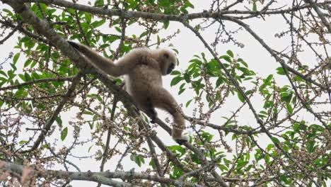 Holding-the-branch-while-sitting-looking-away-then-swings-to-the-right-looking-for-more-fruits-to-eat,-White-handed-Gibbon-or-Lar-Gibbon-Hylobates-lar,-Thailand