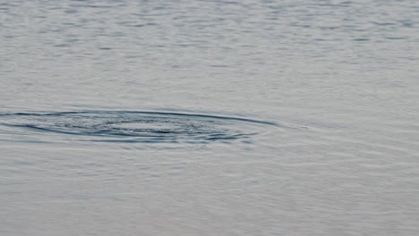 Cormorant-bird-swimming-and-diving-into-lake,-Michigan