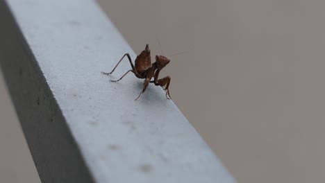 Brown-European-dwarf-mantis-walking-on-handrail,-praying-mantis-species