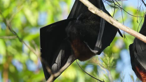 Male-fruit-bat-aka-flying-fox-cleans-itself-closeup-shot