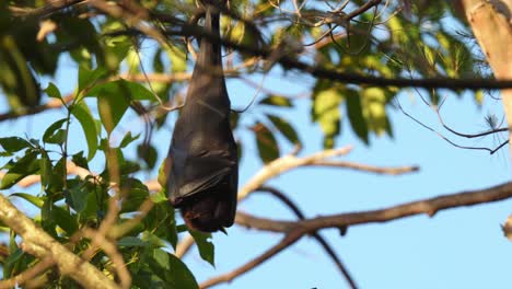 Murciélago-Frugívoro-Dormido-También-Conocido-Como-Zorro-Volador-Durmiendo-En-Un-árbol-En-Un-Día-Ventoso