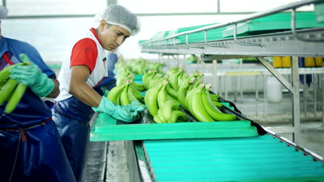 Allgemeine-Aufnahme-Von-Arbeitern,-Die-Bananenbündel-Auswählen