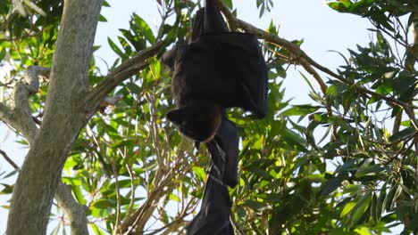 Flying-fox-fruit-bat-hanging-in-gum-tree-scratches-itself-with-open-wings