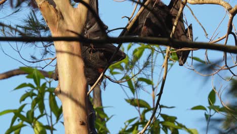Flying-fox-fruit-bat-yawns-as-it-wakes-up-and-gets-ready-for-the-night-shift