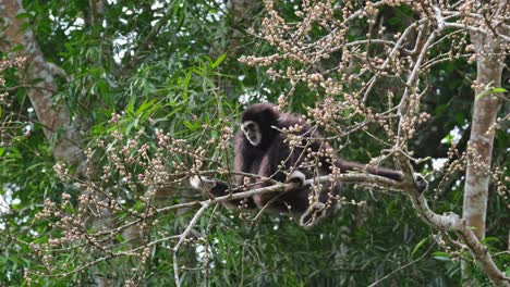 Mit-Der-Rechten-Hand-Nach-Einigen-Früchten-Pflücken-Und-Dabei-Mit-Dem-Sich-Bewegenden-Ast-Balancieren,-Weißhandgibbon-Oder-Lar-Gibbon-Hylobates-Lar,-Thailand