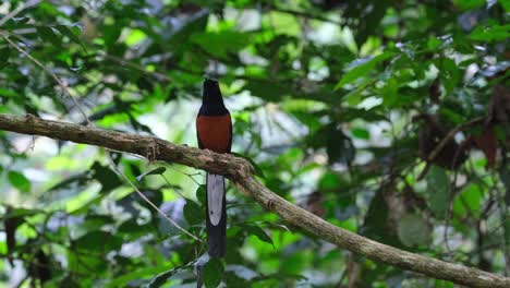 Seen-chirping-relentlessly-as-if-it-was-doing-a-concert-deep-in-the-forest,-White-rumped-Shama-Copsychus-malabaricus,-Thailand