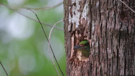 Seen-with-its-head-out-of-the-burrow-then-suddenly-flies-away,-Moustached-Barbet-Psilopogon-incognitus,-Thailand