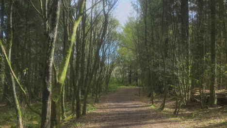 English-woodland-path,-deserted