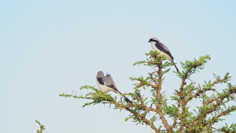 Grey-Backed-Fiscal-Shrike-Bird-Perching-on-Bush-in-Africa,-African-Birds-Perching-on-Branches-of-Bushes-on-Wildlife-Safari-in-Masai-Mara,-Kenya-with-Blue-Sky,-Maasai-Mara-Birdlife