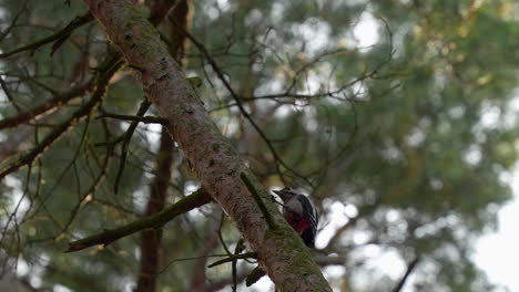 Great-Spotted-Woodpecker-perches-on-rugged-bark-of-a-tall-tree