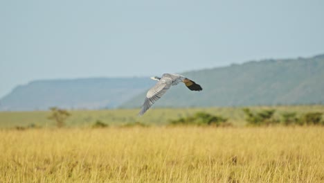 Slow-Motion-of-Grey-Heron-Bird-Flying-in-Flight-in-Africa,-African-Birds-on-Wildlife-Safari-in-Masai-Mara,-Kenya,-in-the-Air-over-the-Savanna-Landscape,-Maasai-Mara-Birdlife