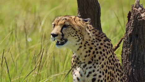 Cheetah-with-mouth-open-panting,-close-up-portrait-shot-of-African-Wildlife-in-Maasai-Mara-National-Reserve,-Kenya,-furry-fur-coat-on-beautiful-african-safari-animal
