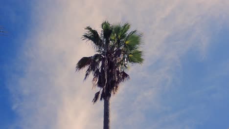 Palm-tree-swaying-slightly-with-a-light-ocean-breeze-in-Clearwater,-Florida
