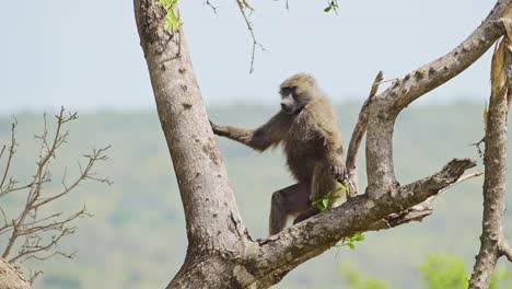 Baboon-climbing-up-tree-for-better-sight-watching-lookout-over-the-masai-mara-north-conservancy,-African-Wildlife-in-Maasai-Mara-National-Reserve,-Africa-Safari-Animals-in-Kenya