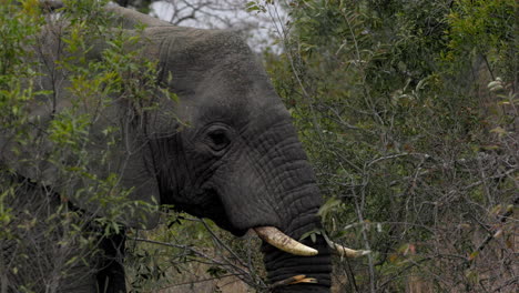 Close-up-from-the-side-of-a-big-african-elephant-with-big-tusks-feeding-on-some-branches,-from-the-side