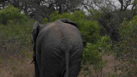 Nahaufnahme-Eines-Großen-Afrikanischen-Elefanten,-Der-Von-Der-Seite-Wegläuft