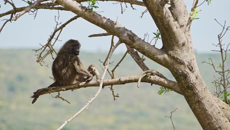 Baboon-sitting-on-the-branch-of-a-tree-in-the-Masai-Mara-North-Conservancy,-natural-habitat-of-African-Wildlife-in-Maasai-Mara-National-Reserve-untouched-by-humans,-Kenya,-Africa-Safari-Animals