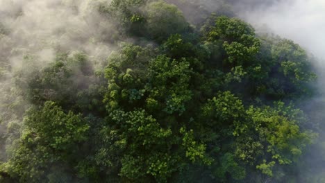 Große-Tropische-Dichte-Regenwälder-Von-Costa-Rica_Drone-Aufnahme