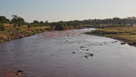Hippos-in-Mara-River-Aerial-Drone-Shot-View,-Beautiful-African-Landscape-Scenery-of-a-Group-of-Hippo-in-the-Flowing-Water-of-Maasai-Mara-National-Reserve,-Kenya,-Africa