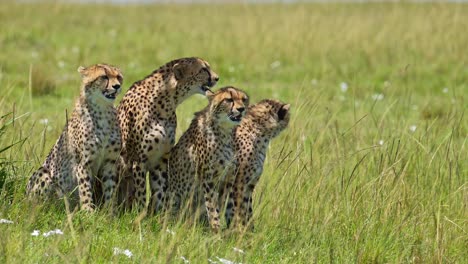 Cheetah-Family-in-Africa,-Mother-and-Cute-Young-Baby-Cubs-in-Maasai-Mara,-Kenya,-Sitting-Resting-in-Long-Green-Grass-Savanna-Plains-Scenery,-African-Wildlife-Safari-Animals-in-Masai-Mara,-Kenya