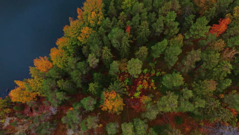 Top-shot-of-an-autumn-forest-with-green,-red,-yellow-and-brown-trees-tilting-up-to-reveal-a-scenic-lake-with-cyanobacteria-alga