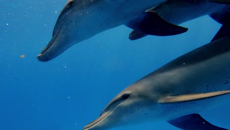 Una-Manada-De-Delfines-Mulares-Atravesando-Elegantemente-El-Océano-Cristalino---Toma-Submarina