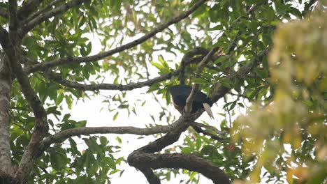 Seen-from-its-side-preening-a-little-then-flies-away-towards-the-nest,-Wreathed-Hornbill-Rhyticeros-undulatus,-Male,-Thailand