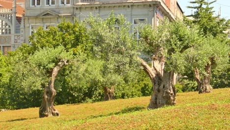 Nahaufnahme-Von-Reihen-Von-Olivenbäumen-In-Einem-Hain-In-Porto,-Portugal-An-Einem-Sonnigen-Tag