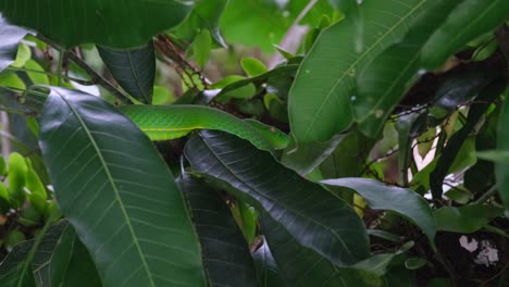 Gesehen-Nach-Rechts,-Tief-In-Dicken-Ästen-Und-Blättern-In-Einem-Windigen-Wald,-Vogelgrubenotter-Trimeresurus-Vogeli,-Thailand