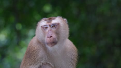 Looking-to-the-left-then-move-its-head-looking-innocent,-Northern-Pig-tailed-Macaque-Macaca-leonina,-Thailand