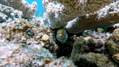 Beautiful-Green-Sea-Turtle-feeding-from-in-coral-reef---Underwater,-Closeup-shot