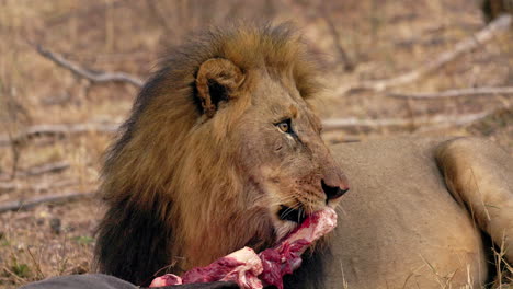 Close-up-of-a-lion-eating-a-dead-wildebeest,-in-the-Kruger-National-Park,-in-South-Africa