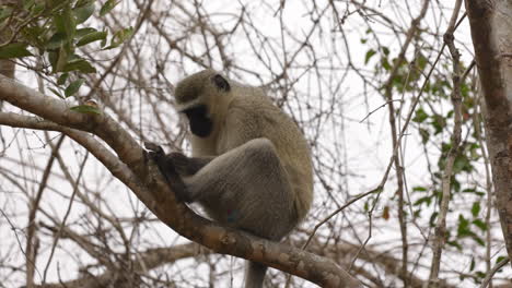 Cute-vervet-monkey-resting-on-a-branch-and-inspecting-his-feet