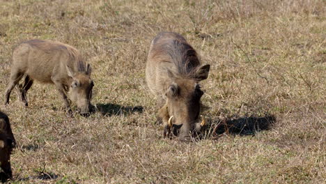 Gruppe-Von-Warzenschweinen,-Die-Das-Gras-In-Der-Savanne-Des-Krüger-Nationalparks-In-Südafrika-Weiden-Lassen