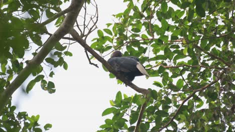 Seen-from-under-looking-towards-the-forest-from-its-high-perspective,-Wreathed-Hornbill-Rhyticeros-undulatus,-Male,-Thailand