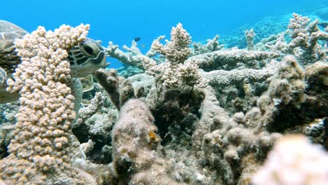 Una-Hermosa-Tortuga-Marina-Verde-Alimentándose-Del-Arrecife-De-Coral---Bajo-El-Agua,-Primer-Plano