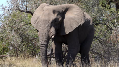 Einsamer-Männlicher-Afrikanischer-Elefant,-Der-Auf-Die-Kamera-Zugeht