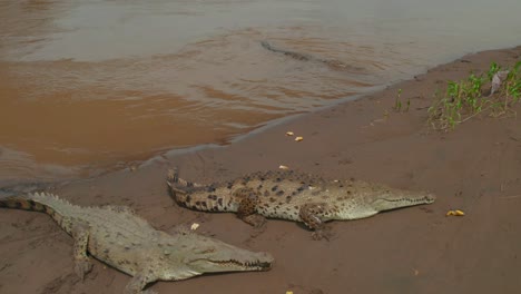 Crocodile-Group-Sunbathing-Beside-River,-Aerial-View